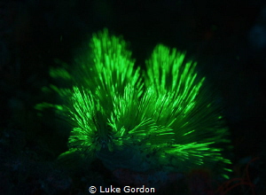 Fluorescent fire worm having a good look into the lens by Luke Gordon 